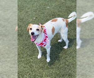 Chihuahua Dogs for adoption in San Martin, CA, USA