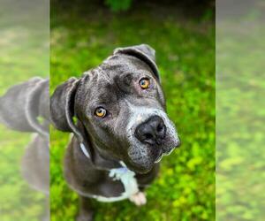 Mutt Dogs for adoption in Louisville, KY, USA
