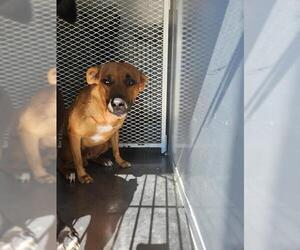 Labrador Retriever-Unknown Mix Dogs for adoption in Bakersfield, CA, USA