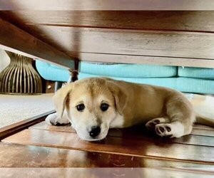 Labrador Retriever-Pembroke Welsh Corgi Mix Dogs for adoption in Dallas, TX, USA