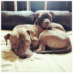 Medium Photo #1 Boxer-Dogue de Bordeaux Mix Puppy For Sale in Akron, OH, USA