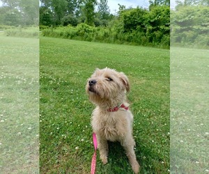 Cairn Terrier-Unknown Mix Dogs for adoption in Lockport, NY, USA