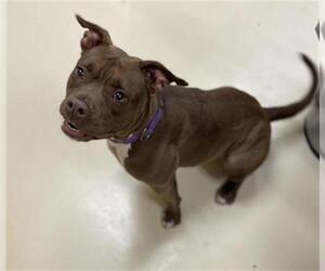 American Pit Bull Terrier Dogs for adoption in Center Township, PA, USA