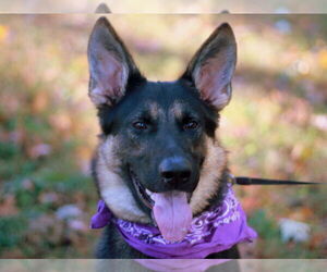 German Shepherd Dog Dogs for adoption in Cookeville, TN, USA
