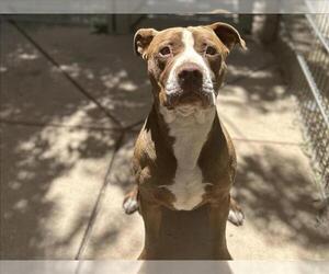 American Pit Bull Terrier Dogs for adoption in Martinez, CA, USA