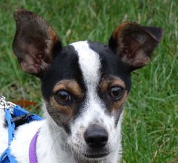 Rat Terrier Dogs for adoption in Tacoma, WA, USA