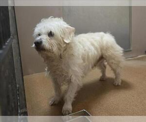 Mutt Dogs for adoption in Martinez, CA, USA