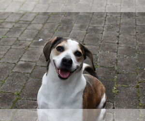 Beagle-Unknown Mix Dogs for adoption in Derwood, MD, USA