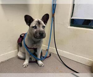 Gerberian Shepsky Dogs for adoption in Pasadena, CA, USA