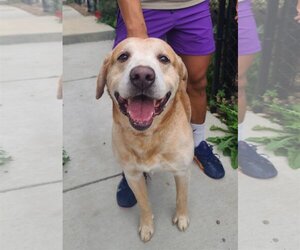 Labrador Retriever-Unknown Mix Dogs for adoption in Oskaloosa, IA, USA
