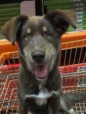Sheprador Dogs for adoption in White River Junction, VT, USA
