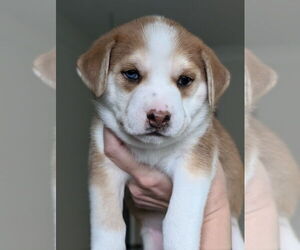 Carolina Dog-Unknown Mix Dogs for adoption in Raleigh, NC, USA