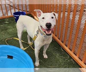 American Pit Bull Terrier-Unknown Mix Dogs for adoption in Las Vegas, NV, USA