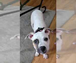 Bullboxer Pit Dogs for adoption in Spotsylvania, VA, USA