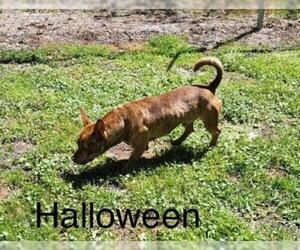 American Staffordshire Terrier-Dachshund Mix Dogs for adoption in Sebring, FL, USA