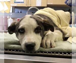 Siberian Husky-Unknown Mix Dogs for adoption in Riverside, CA, USA