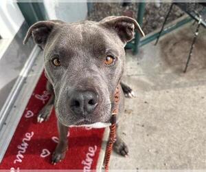 Mutt Dogs for adoption in Santa Rosa, CA, USA