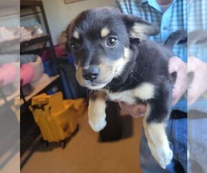 Chihuahua-Unknown Mix Dogs for adoption in Carrollton, TX, USA