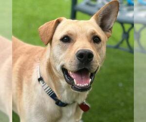 Medium Photo #3 Labrador Retriever-Unknown Mix Puppy For Sale in San Diego, CA, USA