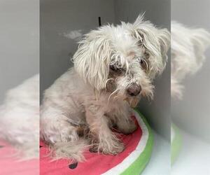Shih Tzu-Unknown Mix Dogs for adoption in Houston, TX, USA