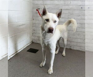 Siberian Husky-Unknown Mix Dogs for adoption in San Bernardino, CA, USA