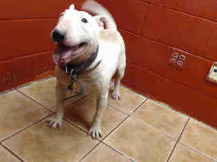 Medium Photo #1 Bull Terrier-Unknown Mix Puppy For Sale in Downey, CA, USA
