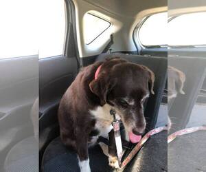 Sheprador Dogs for adoption in Seahurst, WA, USA