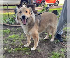 Golden Retriever-Unknown Mix Dogs for adoption in Brooklyn Center, MN, USA