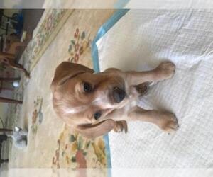 Cocker Spaniel-Unknown Mix Dogs for adoption in Alexandria, VA, USA