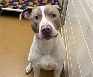 Mutt Dogs for adoption in Anchorage, AK, USA