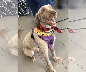 Labradoodle Dogs for adoption in Bellevue, WA, USA