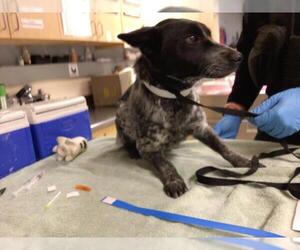 Mutt Dogs for adoption in Riverside, CA, USA