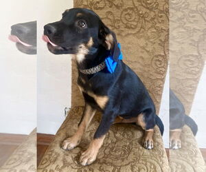 Labrottie Dogs for adoption in Phoenix, AZ, USA