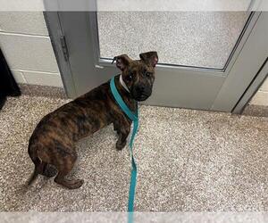 Chihuahua-Unknown Mix Dogs for adoption in Pueblo, CO, USA