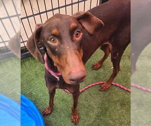 Doberman Pinscher Dogs for adoption in Sacramento, CA, USA