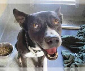 Borador Dogs for adoption in Orange, CA, USA