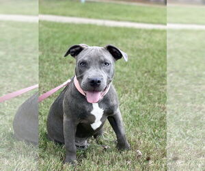 American Pit Bull Terrier-Unknown Mix Dogs for adoption in Rockaway, NJ, USA