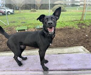 Mutt Dogs for adoption in McKinleyville, CA, USA