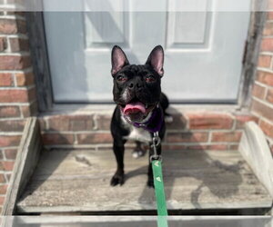 Medium Photo #7 French Bulldog Puppy For Sale in Gloversville, NY, USA