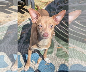 Chihuahua-Unknown Mix Dogs for adoption in Oakhurst, NJ, USA
