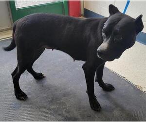 American Pit Bull Terrier-Unknown Mix Dogs for adoption in Anchorage, AK, USA