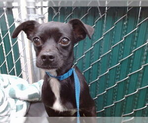 Chihuahua Dogs for adoption in Downey, CA, USA