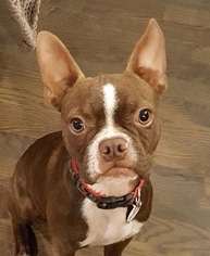 Boston Terrier-Unknown Mix Dogs for adoption in Issaquah, WA, USA