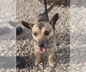 Chihuahua-Unknown Mix Dogs for adoption in Fort Collins, CO, USA