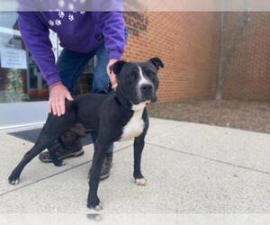 American Pit Bull Terrier Dogs for adoption in Millersville, MD, USA