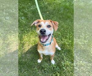 Feist Terrier-Unknown Mix Dogs for adoption in Arlington, VA, USA