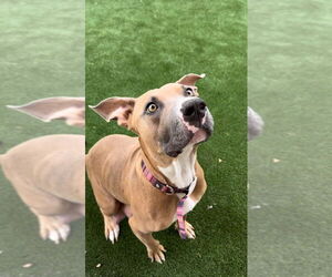 American Pit Bull Terrier-Unknown Mix Dogs for adoption in Calgary, Alberta, Canada