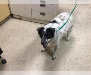Border-Aussie Dogs for adoption in Riverside, CA, USA