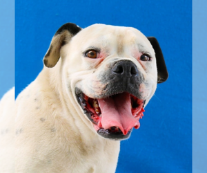 Boxer-Unknown Mix Dogs for adoption in Pasadena, CA, USA
