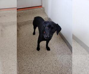 Labrador Retriever Dogs for adoption in Maquoketa, IA, USA